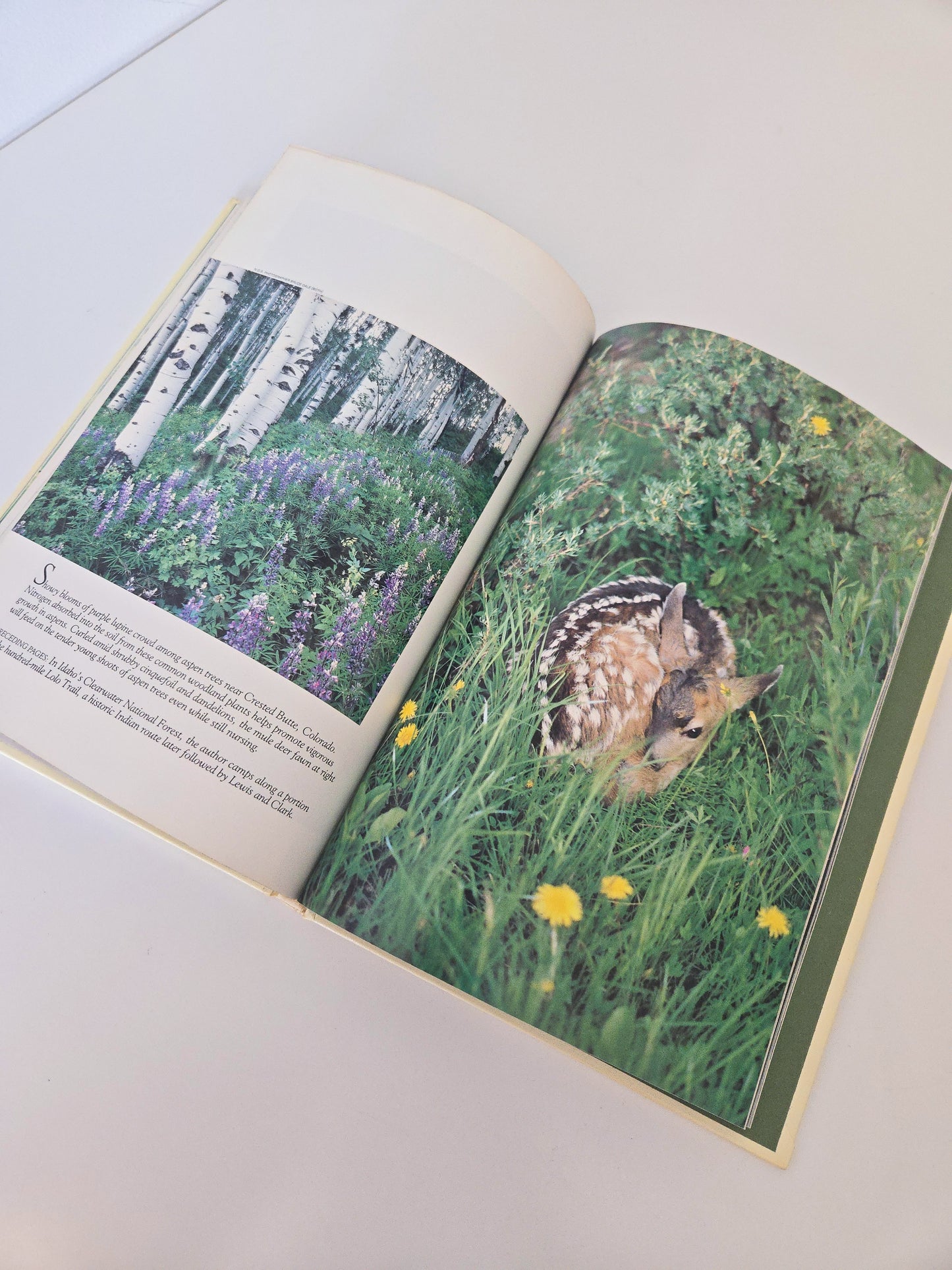 1985 America's Wild Woodlands